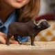 Schleich 14872 African Buffalo Figurine | Educational & Imaginative Play