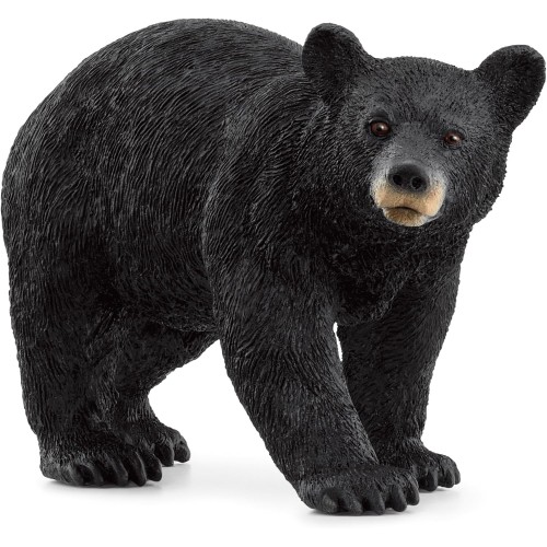 Wildlife American Black Bear