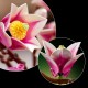 LEGO Botanicals Magnolia Branches Building Set 11510 – Artificial Flower Decor for Adults