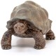 Giant Tortoise Wild Life