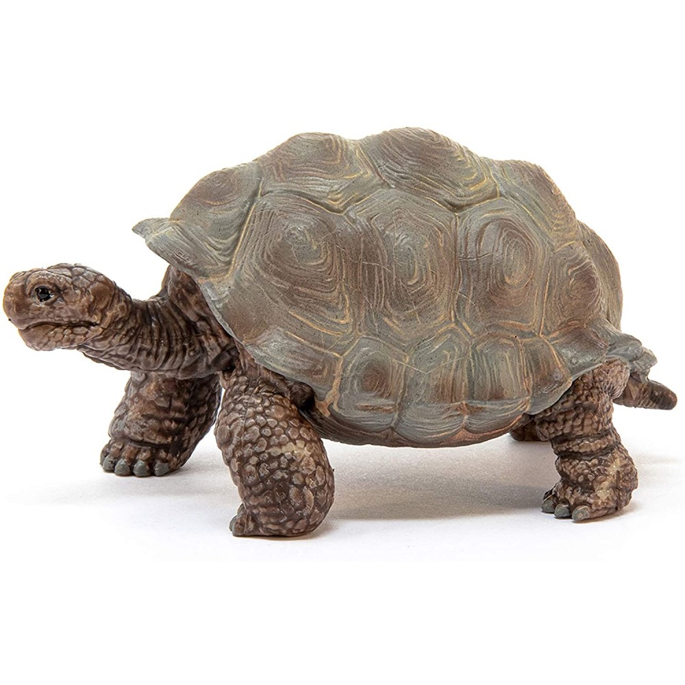 Giant Tortoise Wild Life
