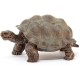 Giant Tortoise Wild Life