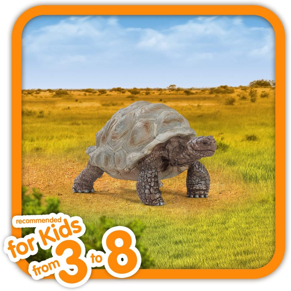 Giant Tortoise Wild Life