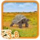 Giant Tortoise Wild Life