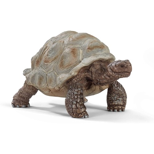 Giant Tortoise Wild Life