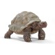 Giant Tortoise Wild Life