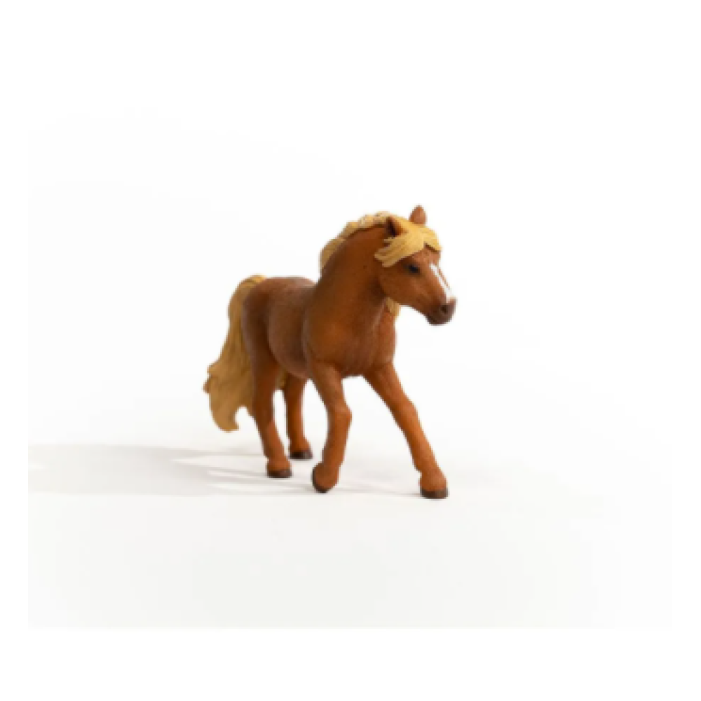 Icelandic Pony Stallion