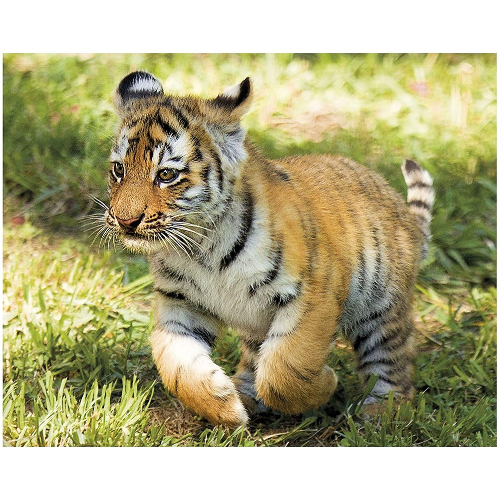 Clementoni - Wildlife Puzzle Set