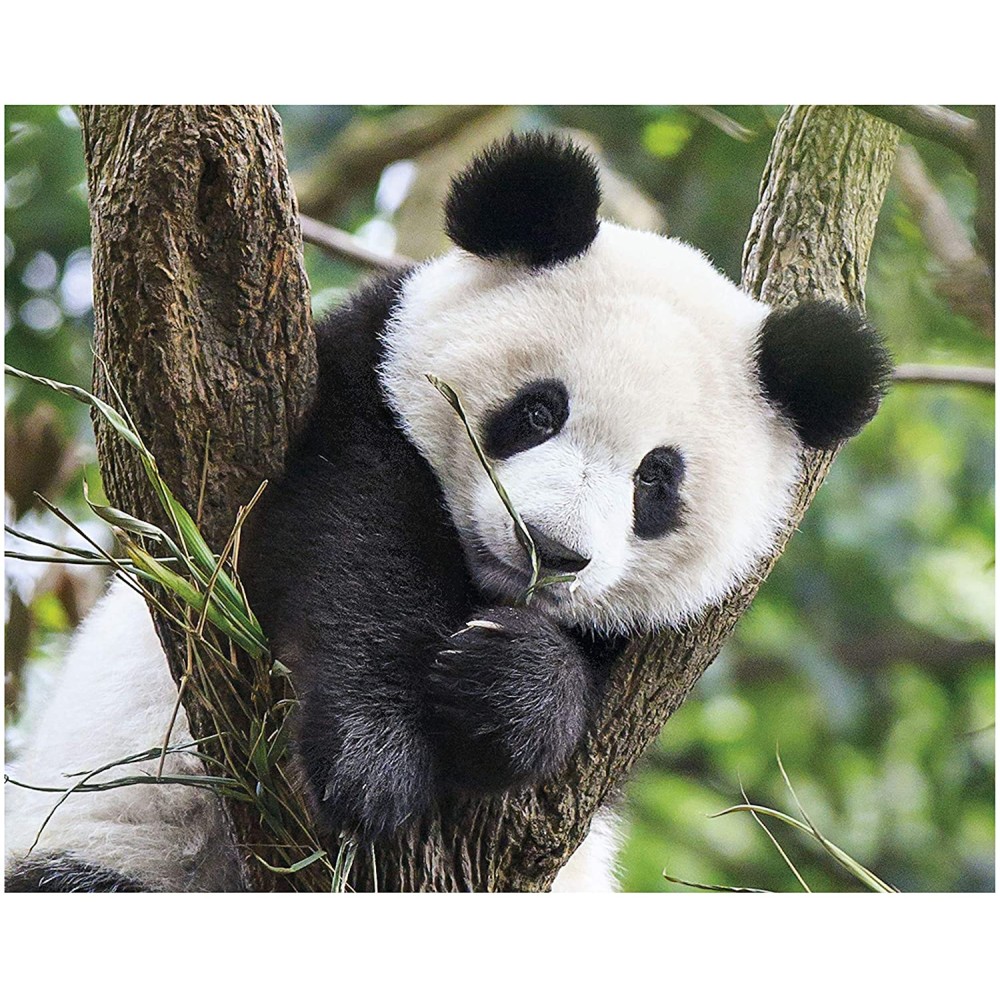 Clementoni - Wildlife Puzzle Set