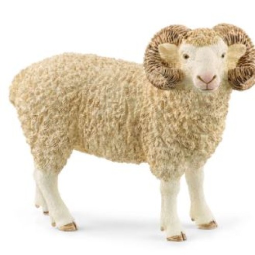 Ram
