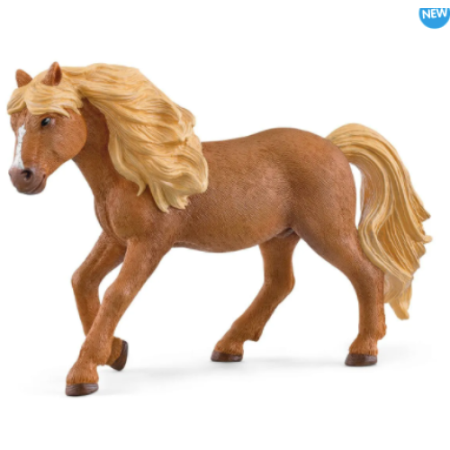Icelandic Pony Stallion