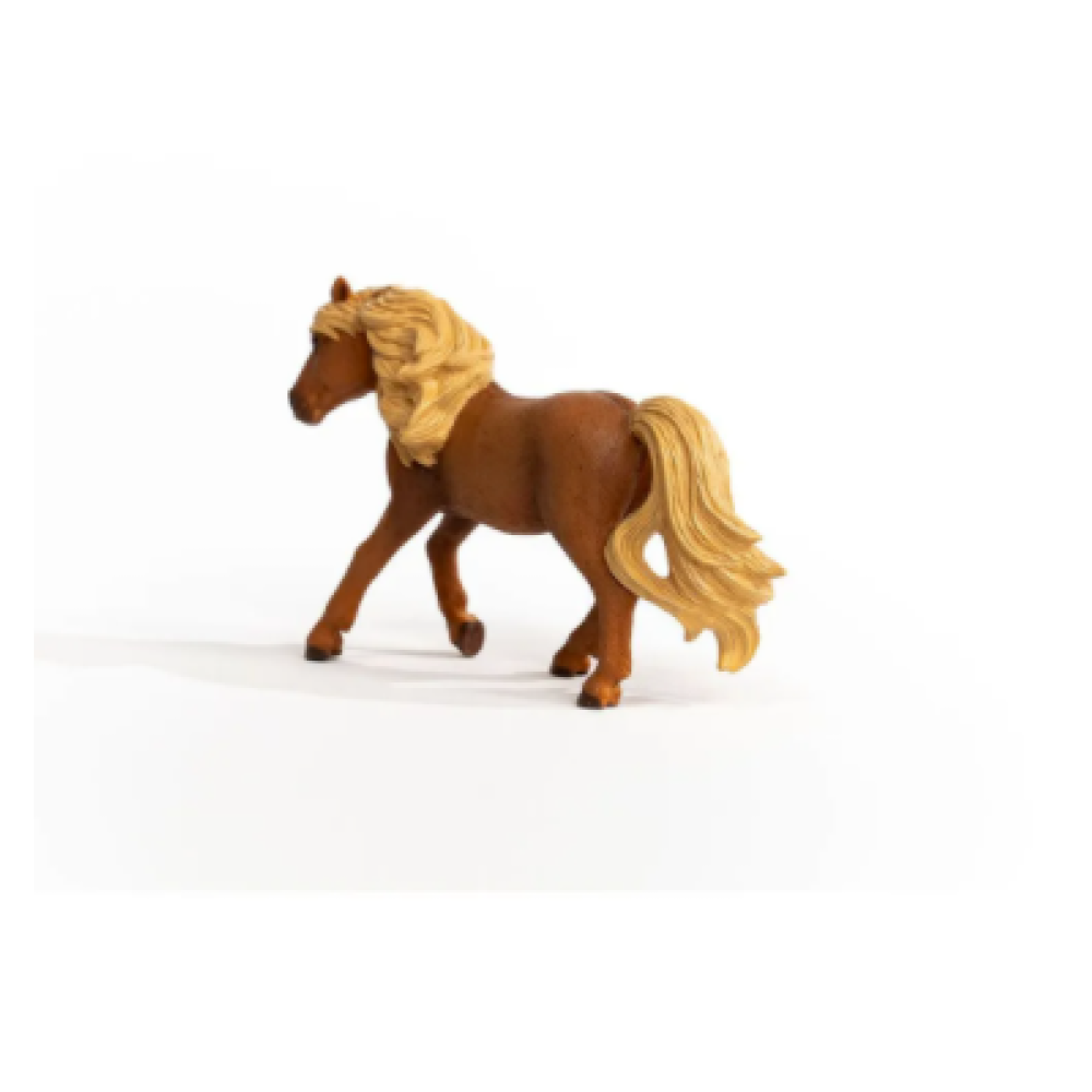 Icelandic Pony Stallion