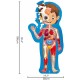 Human Body Puzzle